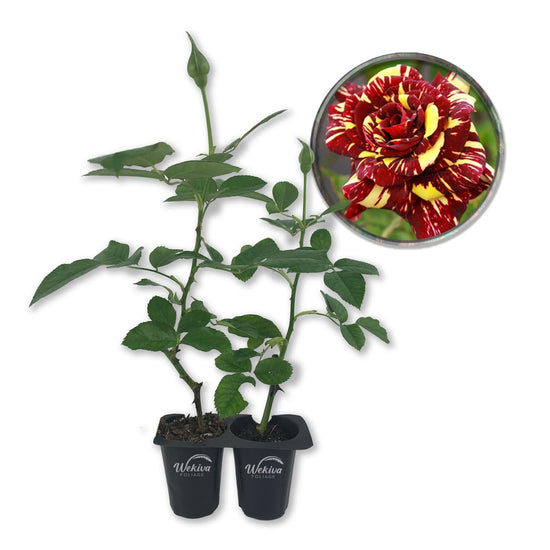 Abracadabra Rose Bush - Live Starter Plants in 2 Inch Pots - Beautifully Fragrant Heirloom Rose from Florida - A Versatile Beauty with a Rich Fragrance