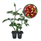 Abracadabra Rose Bush - Live Starter Plants in 2 Inch Pots - Beautifully Fragrant Heirloom Rose from Florida - A Versatile Beauty with a Rich Fragrance