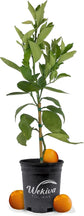 Vernia Orange Tree - Live Plants in 1 Gallon Pots - Florida Only - Cannot Ship Out of Florida - Beautiful Fruit Tree for Patio and Garden