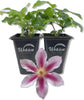 Clematis Piilu Little Duckling - Live Starter Plants in 2 Inch Growers Pots - Starter Plants Ready for The Garden - Beautiful Violet and Pink Flowering Vine