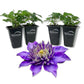 Clematis Multi Blue - Live Starter Plants in 2 Inch Growers Pots - Starter Plants Ready for The Garden - Rare Clematis for Collectors