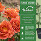 Pumpkin Patch Rose Bush - Live Starter Plants in 2 Inch Pots - Beautifully Fragrant Heirloom Rose from Florida - A Versatile Beauty with a Rich Fragrance