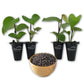 Black Pepper Plant - Live Starter Vines in 2 Inch Growers Pots - Piper Nigrum - Grow Your Own Spices in The Garden