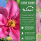 Clematis Abilene - Live Starter Plants in 2 Inch Growers Pots - Starter Plants Ready for The Garden - Bold and Beautiful Pink Flowering Vine