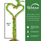 Lucky Indoor Bamboo Heart - Live Plant - Ships Bare Root - Approx 10 Inch Tall Heart Shaped Stalk - Air Purifying Feng-shui Zen Garden Houseplants