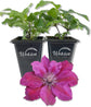 Clematis Picardy - Live Starter Plants in 2 Inch Growers Pots - Starter Plants Ready for The Garden - Rare Clematis for Collectors