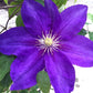 Clematis Duchess of Cornwall - Live Starter Plants in 2 Inch Growers Pots - Starter Plants Ready for The Garden - Rare Clematis for Collectors