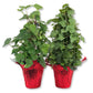 English Ivy Tree in Festive Holiday Cover 2-Pack - 2 Live Plants in 4 Inch Pots - Hedera Helix - Florist Quality - Beautiful Easy Care Indoor Air Purifying Topiary Houseplant Vine