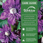 Clematis Multi Blue - Live Starter Plants in 2 Inch Growers Pots - Starter Plants Ready for The Garden - Rare Clematis for Collectors