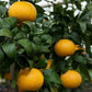 Ray Ruby Grapefruit Tree - Live Plant in a 5 Gallon Pot - 2-3 Feet Tall - Florida Only - Cannot Ship Out of Florida - Beautiful Fruit Tree for Patio and Garden