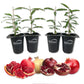 Pomegranate Variety Pack - 4 Live Starter Plants - Grower&