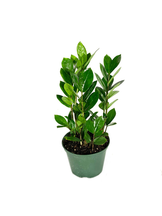 ZZ Plant - Live Plant in a 6 Inch Pot - Zamioculcas Zamiifolia - Beautiful Easy to Grow Air Purifying Indoor Plant