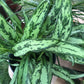 Aglaonema Cutlass - Live Plant in a 10 Inch Pot - Chinese Evergreen - Florist Quality Air Purifying Indoor Plant