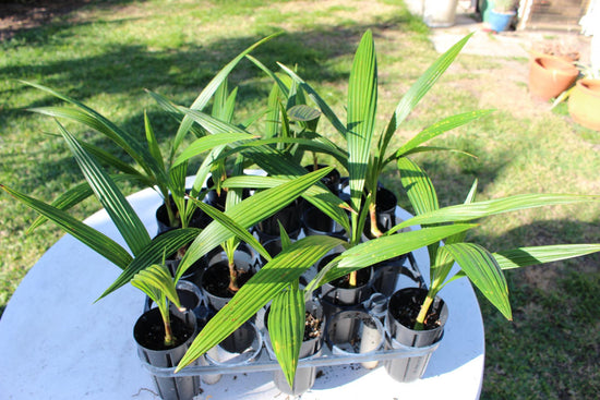 Seashore Palm - Live Plant in a 3 Gallon Pot - Allagoptera Arenaria - Cold Hardy Tropical Palm