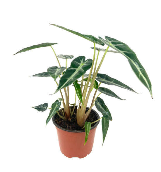 Alocasia Bambino - Live Plant in a 4 Inch Pot - Alocasia Amazonica Bambino - Florist Quality Air Purifying Indoor Plant