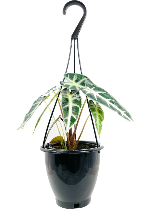 Alocasia Bambino Hanging Basket - Live Plant in a 4 Inch Hanging Pot - Alocasia Amazonica Bambino - Florist Quality Air Purifying Indoor Plant