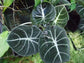 Alocasia Black Velvet - Live Plant in a 6 Inch Pot - Alocasia Reginula &