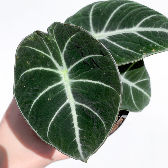 Alocasia Black Velvet - Live Plant in a 6 Inch Pot - Alocasia Reginula &