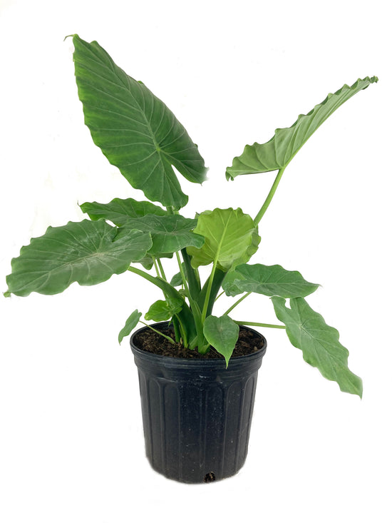 Elephant Ear Alocasia - Live Plant in a 10 Inch Pot - Alocasia &