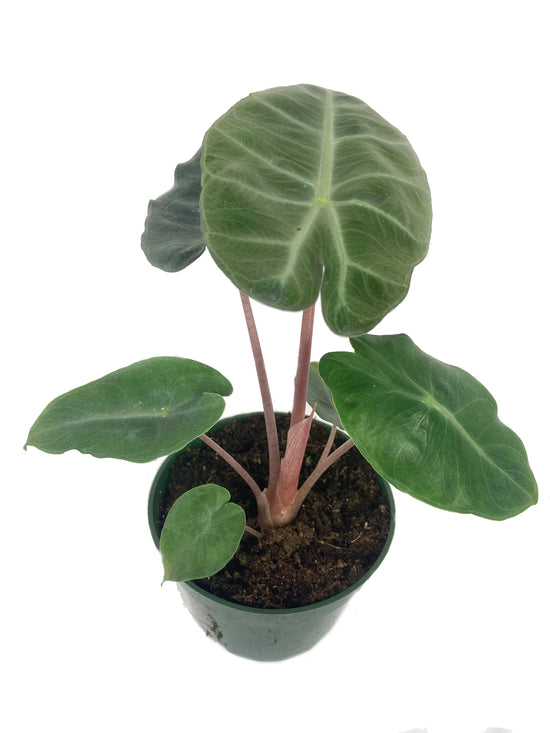 Grey Dragon Alocasia - Live Plant in a 4 Inch Pot - Alocasia Maharani - Extremely Rare Air Purifying Indoor Plant