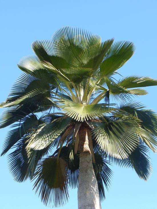 Bailey Copernicia Palm - Live Plant in a 10 Inch Pot - Copernicia Baileyana - Extremely Rare Ornamental Palms of Florida