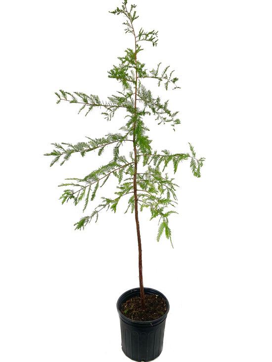 Bald Cypress - Live Plant in a 10 Inch Growers Pot - Taxodium Distichum - Deciduous Shade Tree for Gardens and Lakes