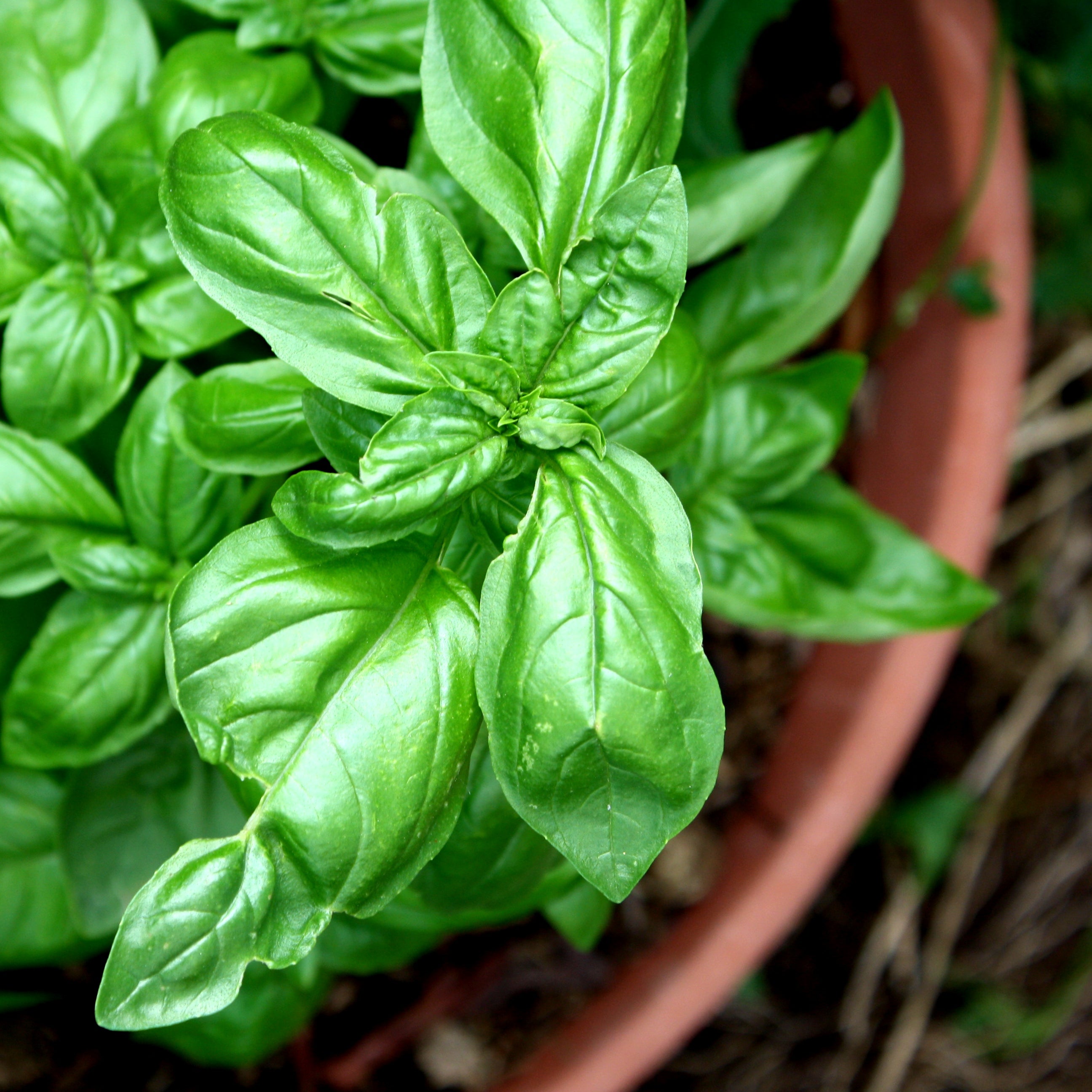 Basil Plant Live Plant in a 4 Inch Pot Ocimum Basilicum Grower s Choice Based on Health Season and Availability Indoor Outdoor Edible Herbs