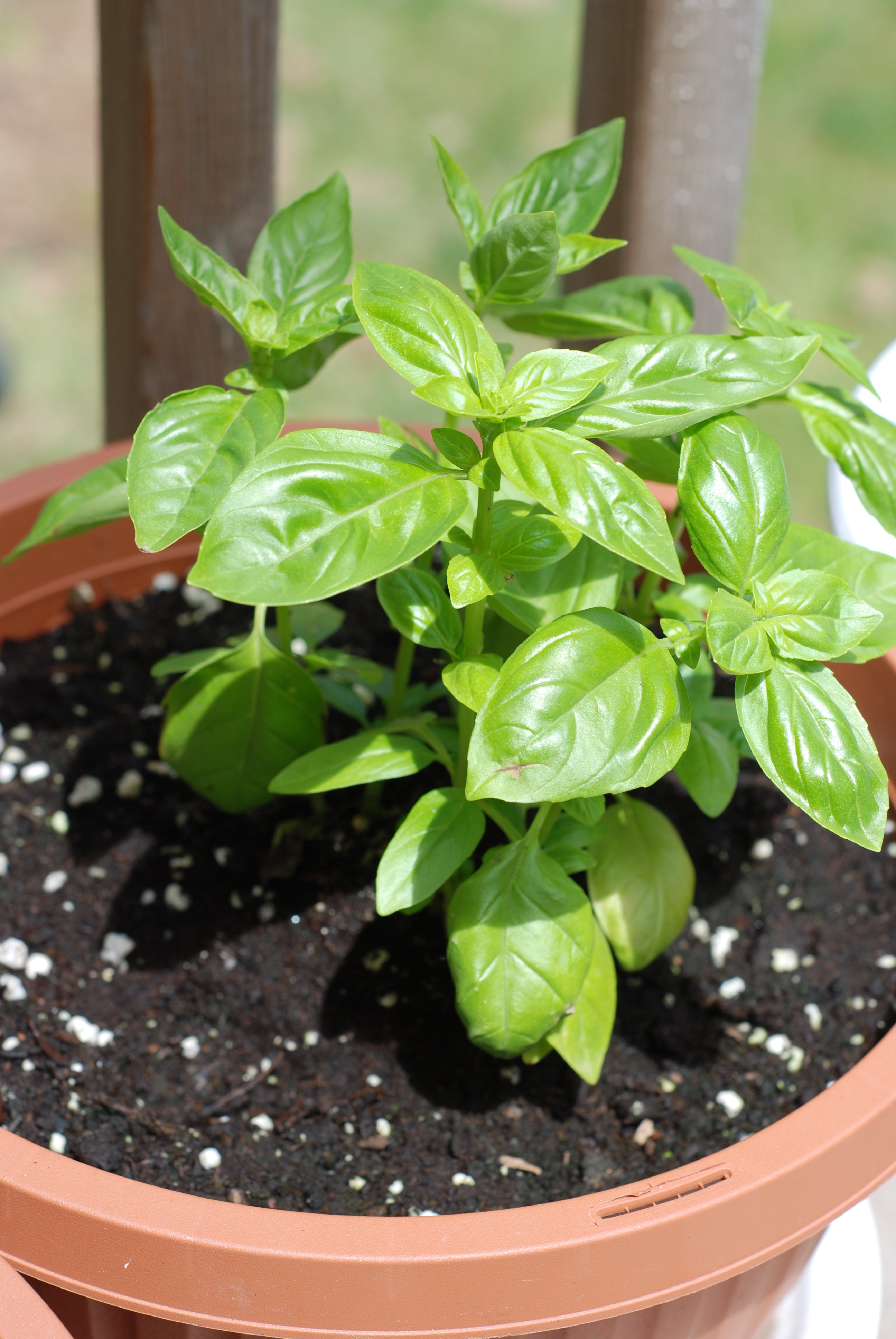 Basil Plant Live Plant in a 4 Inch Pot Ocimum Basilicum Grower s Choice Based on Health Season and Availability Indoor Outdoor Edible Herbs