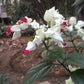 Bleeding Heart Vine - Live Plant in a 4 Inch Pot - Clerodendrum Thomsoniae - Florist Quality Indoor Outdoor Flowering Vine from Florida