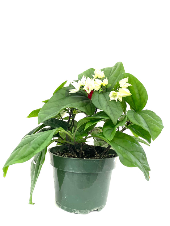 Bleeding Heart Vine - Live Plant in a 4 Inch Pot - Clerodendrum Thomsoniae - Florist Quality Indoor Outdoor Flowering Vine from Florida