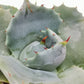 Blue Rose Agave - Live Plant in a 4 Inch Pot - Agave Potatorum &
