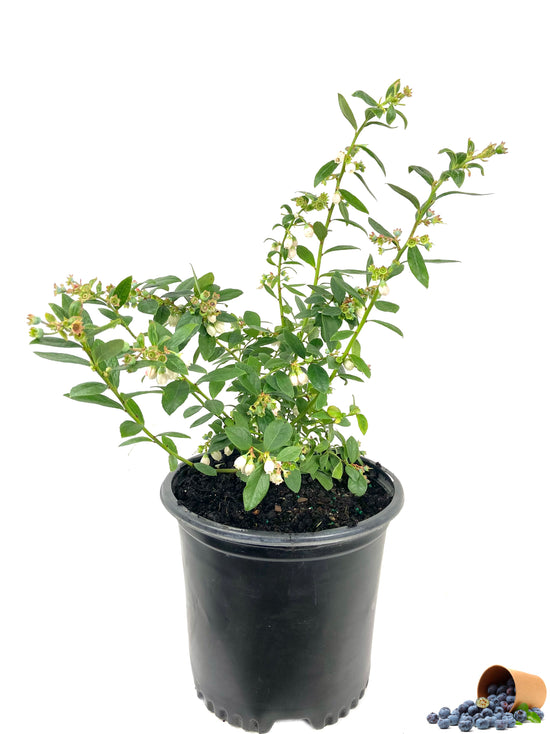 Blueberry Plant - Live Plant in a 6 Inch Growers Pot - Grower&