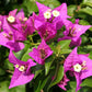 Bougainvillea Multi Pack - 3 Live Plants in 4 Inch Pots - Colors Chosen Based Health, Beauty and Availability - Beautiful Flowering Shrub for The Patio Or Garden