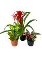 Tropical Indoor Houseplant Multi-Pack - 3 Live Plants in 4 Inch Pots - Bromeliad Guzmania - Triostar Stromanthe - Croton Gold Dust - Beautiful Easy to Grow Air Purifying Indoor Plants