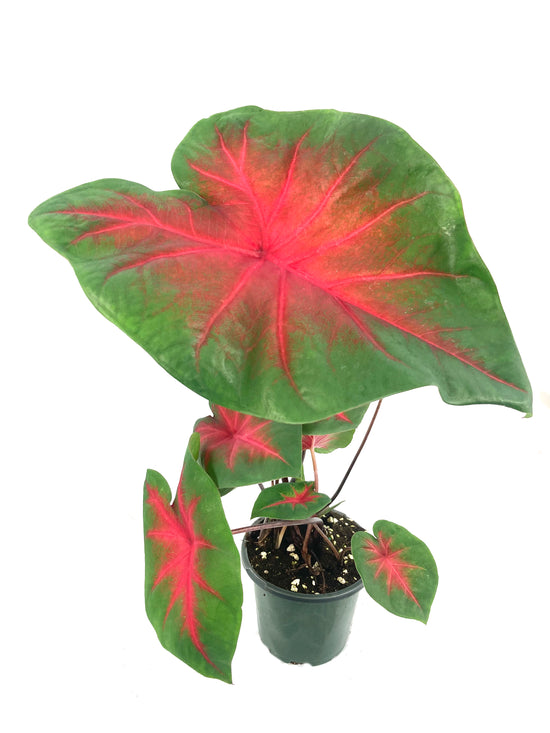 Caladium Freida Hemple - Live Plant in a 4 inch Pot - Caladium Bicolor &