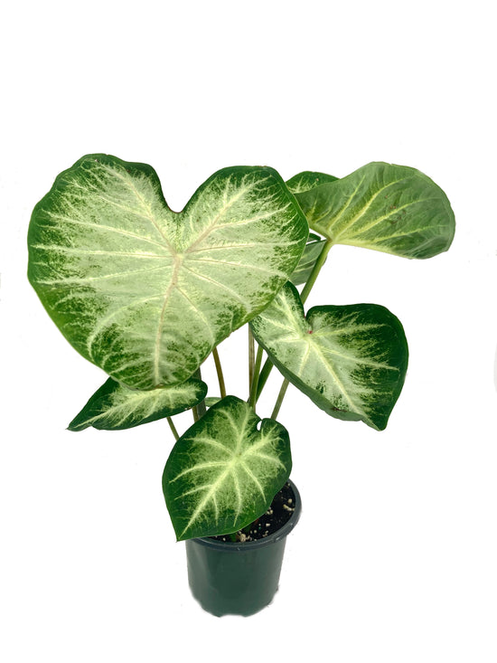 Caladium Water&