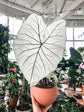 Caladium White Christmas - Live Plants in 4 inch Pots - Caladium &