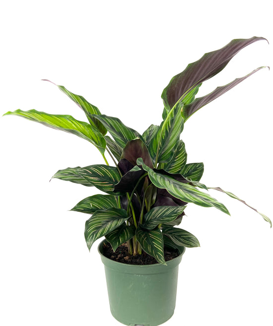 Calathea Beauty Star - Live Plant in a 6 Inch Pot - Calathea Ornata Beauty - Beautiful Easy to Grow Air Purifying Indoor Plant