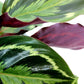 Calathea Medallion - Live Plant in a 6 Inch Pot - Calathea Roseopicta - Beautiful Easy to Grow Air Purifying Indoor Plant