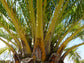 Canary Island Date Palm - Live Plant in a 10 Inch Growers Pot - Phoenix Canariensis - Extremely Rare Palms from Florida