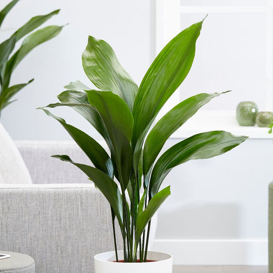 Cast Iron Plant - Live Plant in a 10 Inch Pot - Aspidistra Elatior - Beautiful Shade Loving Evergreen Perennial