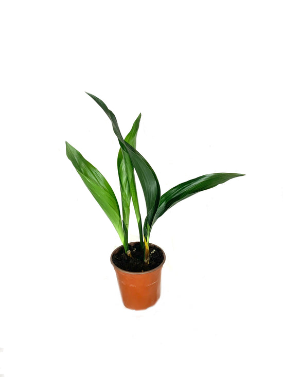 Cast Iron Plant - Live Plant in a 4 Inch Pot - Aspidistra Elatior - Beautiful Florist Quality Indoor or Outdoor Plant