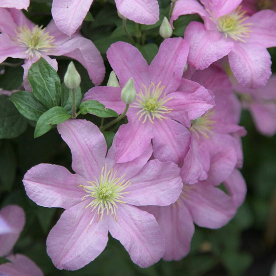 Clematis Comtesse de Bouchard - Live Plant in a 4 Inch Growers Pot - Clematis &