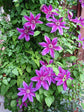 Clematis Fireworks - Live Plant in a 4 Inch Growers Pot - Clematis &