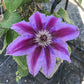 Clematis Fireworks - Live Plant in a 4 Inch Growers Pot - Clematis &