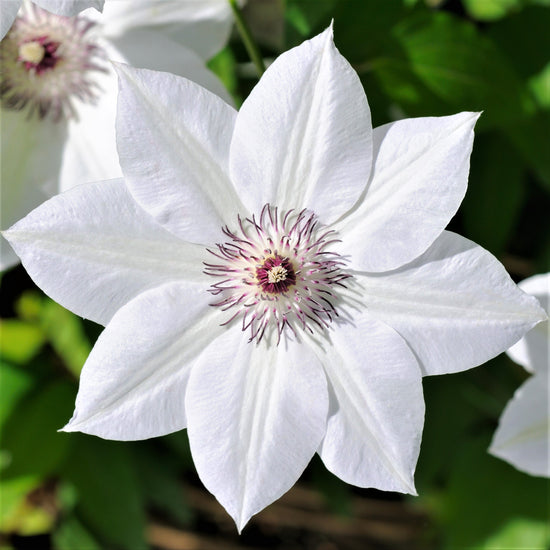 Clematis Henryi - Live Plant in a 4 Inch Growers Pot - Clematis &