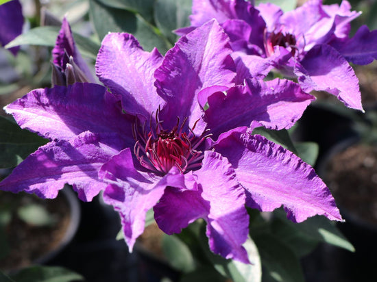 Clematis Marie Louise Jensen - Live Plant in a 4 Inch Growers Pot - Clematis &