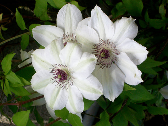 Clematis Miss Bateman - Live Plant in a 4 Inch Growers Pot - Clematis &