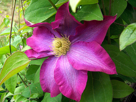 Clematis Pink Champagne - Live Plant in a 4 Inch Growers Pot - Clematis x &