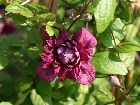 Clematis Purpurea Plenas Elegans - Live Plant in a 4 Inch Growers Pot - Clematis &